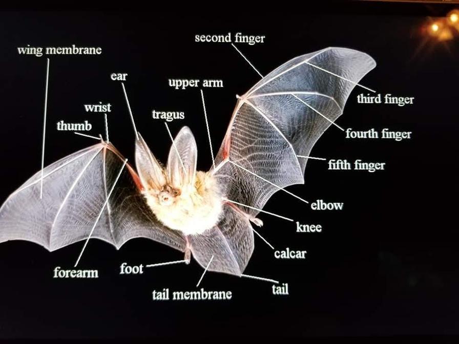 Kids Time (Expert): Bat Science Program